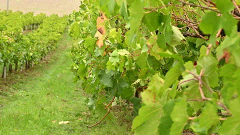 Italy Emilia Romagna landscape with vine farm . Green vines and sky. 库存影片 166177306