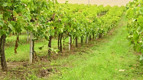Italy Emilia Romagna landscape with vine farm . Green vines and sky. Video stock 166507014