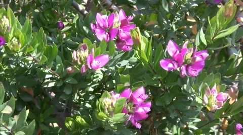 Italy - Flowers Stock-Footage 660141