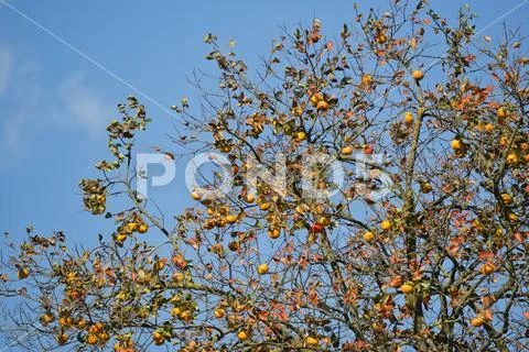 Italy, fruits of Piedmont: Langhe-Roero and Monferrato on the World Heritage Stock Photos
