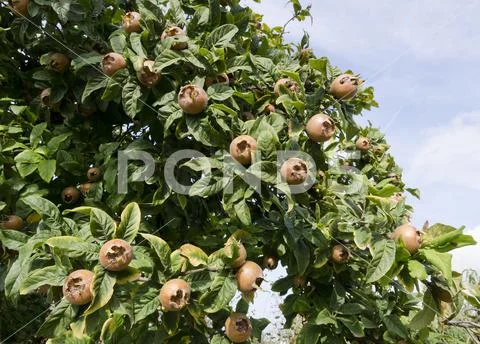 Italy, fruits of Piedmont: Langhe-Roero and Monferrato on the World Heritage Stock Photos