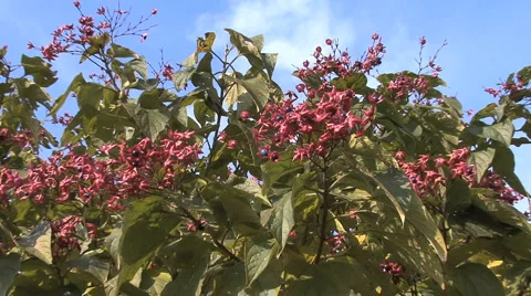 Italy Lombardy blue berries zoom in Stock Footage