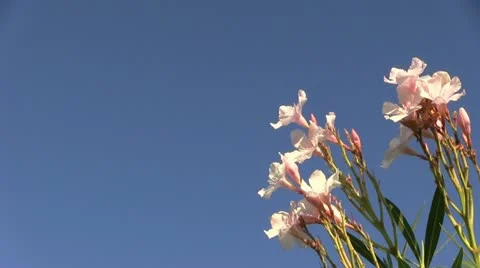 Italy - Oleander Видео 11799281