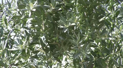 Italy -Olive tree Stock Footage 12391914