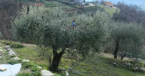 Italy, Olive tree pruning, timelapse 4k Stock Footage 86189995