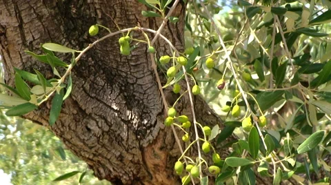 Italy - Olive tree in the summer Vidéo 41321745