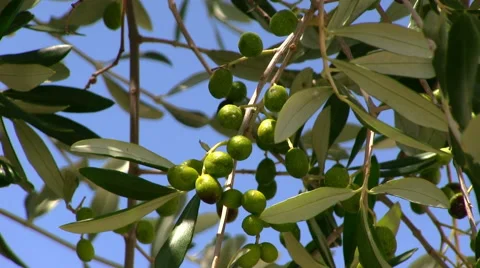 Italy - olive tree in the summer Vidéo 41322020