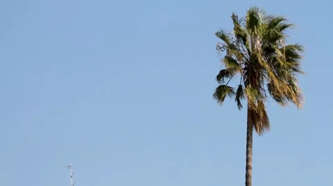 Italy - Palm tree 스톡 동영상 7910260