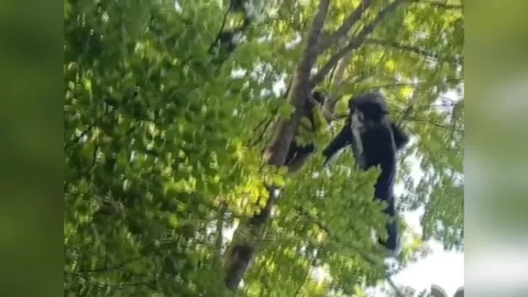 Italy: Paraglider Pulled To Safety After Getting Stuck High In Trees In N... Vídeo Stock 335546376