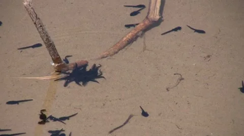 Italy - Polliwog Stock-Footage 8564492