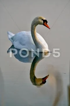 Italy reflex white swan Stock Photos