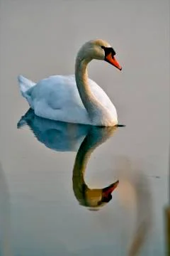 Italy reflex white swan Stock Photos
