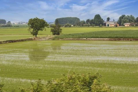 Italy.  Rice fields. Stock Photos