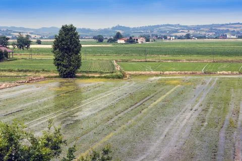 Italy.  Rice fields. Stock Photos