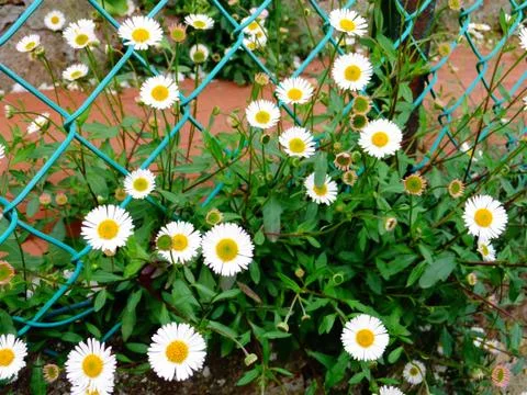 Italy Spring #4 Stock Photos