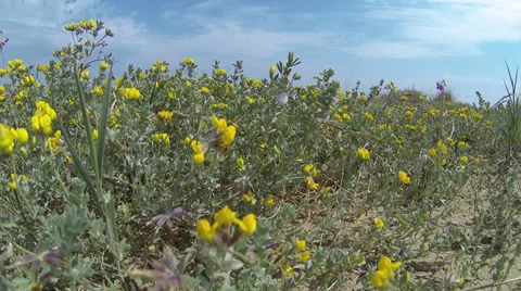 Italy - spring flowers Stock Footage 37709960