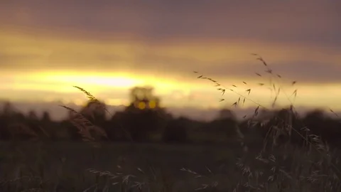 Italy Sunset in the Fields 4K Stock Footage 76681787