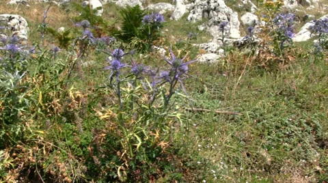 Italy - thistle Stock Footage 27848570