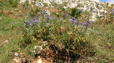 Italy - thistle Видео 27848627