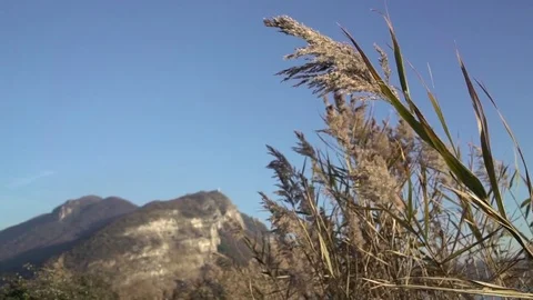 Italy wind reed plant mountain lake pan Stock Footage