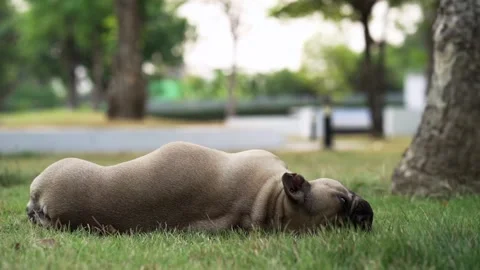 Itching dog on grass 库存影片 130488772