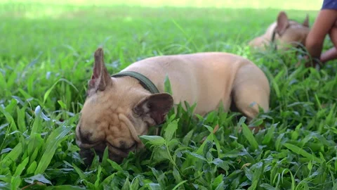 Itching French bulldog licking it's paw Stock Video Pond5