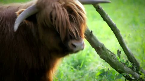 Itching, scratching, cattle irish highland kyole in 1080p Stock Footage 11153101