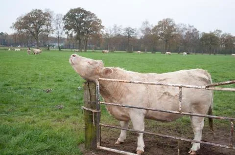 Itchingcow Stock Photos