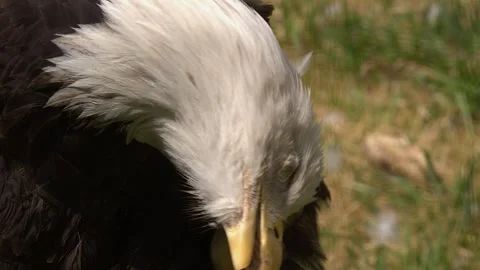 Itchy Bald eagle scratches head with sharp talons, close up detail view Stock Footage 335125683
