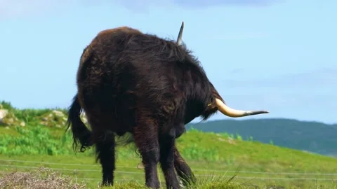 Itchy Bull is Straching Its Back Funny Way Stock Footage 157600251