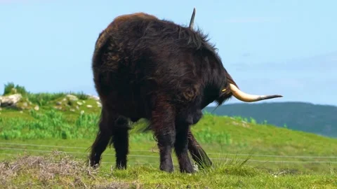 Itchy Bull is Straching Its Back, Slow Motion Stock Footage 157600320
