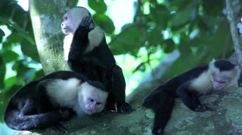 Itchy Capuchin monkey in slow motion Stock Footage 22771554