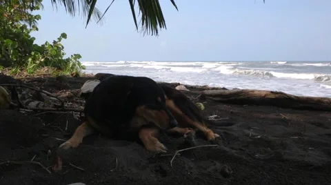 Itchy dog on a beach Stock Footage 41871060