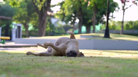 Itchy dog 库存影片 130485434