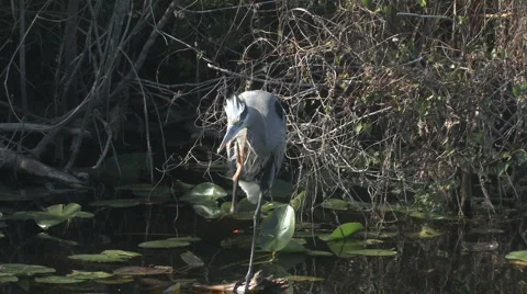 Itchy heron Video stock 6531446