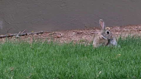 Itchy Rabbit Stock Footage 77256340