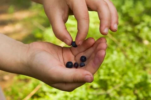 IThe child picks blueberries in the forest and puts them in their hands. Stock Photos