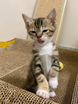 IThe kitten is playing on scratching posts for a cat. 스톡 사진