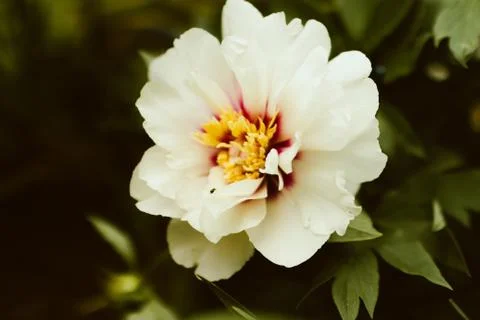 Itoh Peony Bloom Stock-Fotos