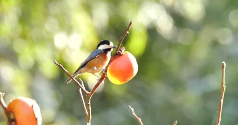 It's a bird called Varied tit. Stock Footage 142415284