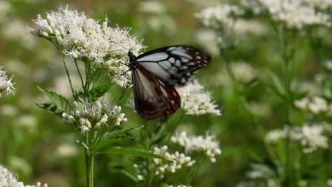 It's a butterfly called Chestnut Tiger. Stock Footage 221978989