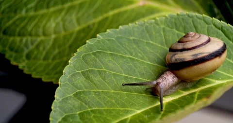 It's a common snail. Stock Footage 105462747