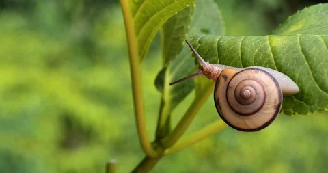 It's a common snail. Stock Footage 105462760