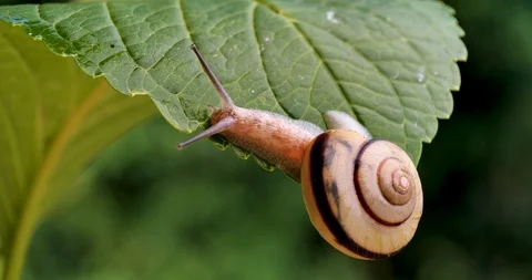It's a common snail Stock Footage 105886819