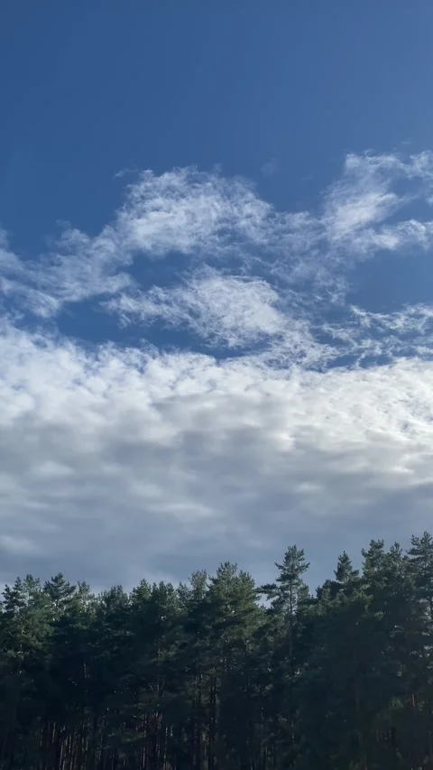 It's drizzling rain, clouds in the sky. Forest. Vertical video Stock Footage 282182177