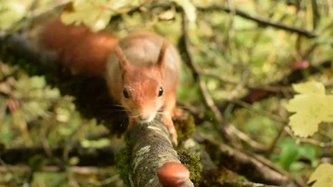 It's the early squirrel who gets the nut, wild camera, viltkamera, Stock Footage 140790378