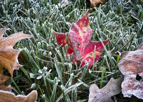 It's fall Stock Photos