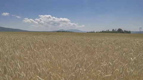 It's a field of wheat and a blue sky. Video stock 203687555