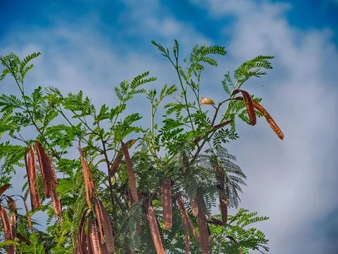 Its flat, thin, brown seed pods and bipinnate leaves. 写真素材