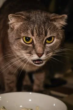Its focused expression adds to the charm. A grey Scottish Fold cat is enjoy.. Stock Photos